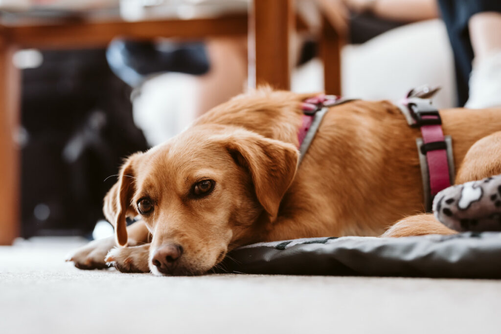 Hochzeitsreportage im Landhotel Waldhaus Hochzeitsfotografie