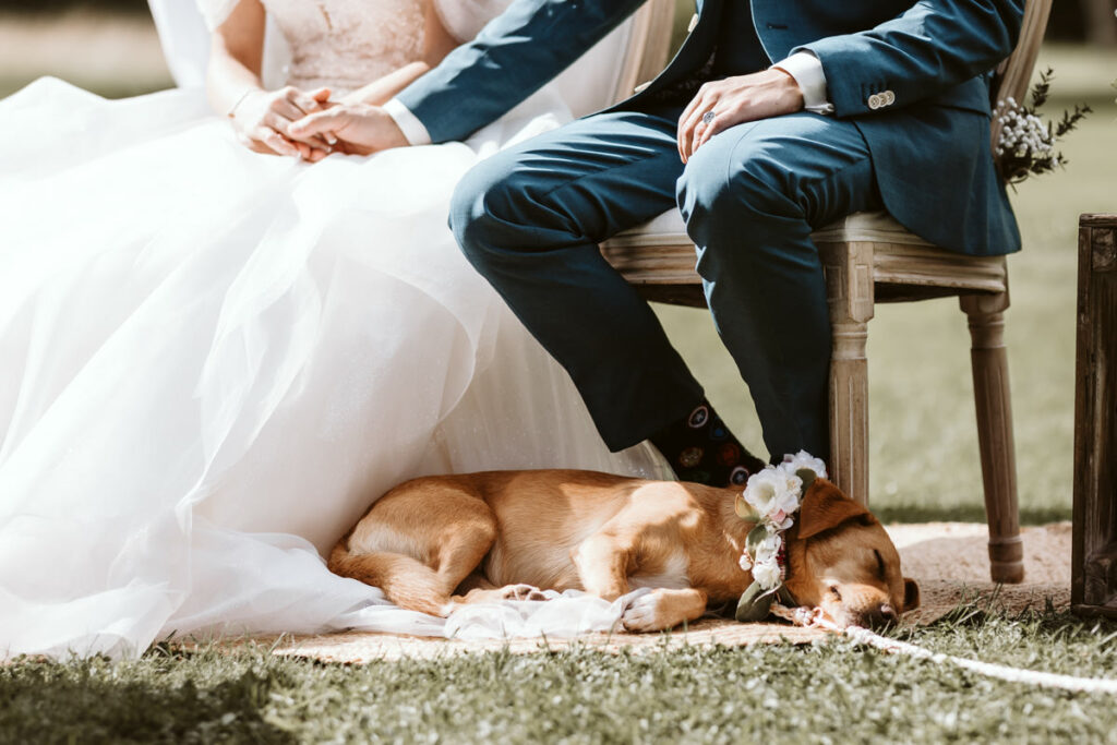 Hochzeit Hund Freie Trauung